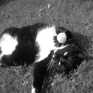 Blanding af racer Oliver 