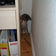 Huskat Chucky
