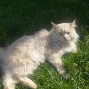Maine Coon mads RIP