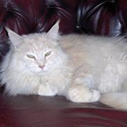 Maine Coon mads RIP