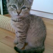 Huskat GUCCI (SOLGT :'( )