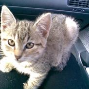 Huskat GUCCI (SOLGT :'( )