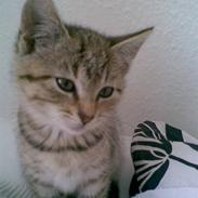 Huskat GUCCI (SOLGT :'( )