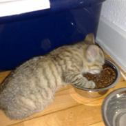 Huskat GUCCI (SOLGT :'( )