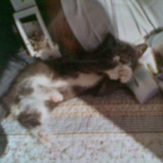 Blanding af racer pelle prupel *død*