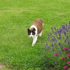 Blanding af racer Missemor