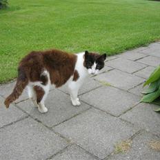 Blanding af racer Missemor