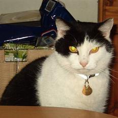 Huskat Obelix@død 24-7-07 :'(