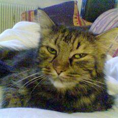 Blanding af racer Mille