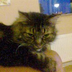 Blanding af racer Mille