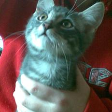 Blanding af racer Pjuske 