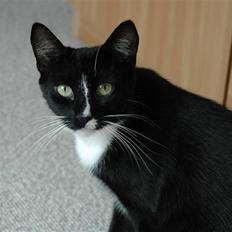 Blanding af racer Bailey død 3/9 2007