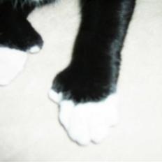 Blanding af racer Bailey død 3/9 2007