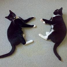 Blanding af racer Bailey død 3/9 2007