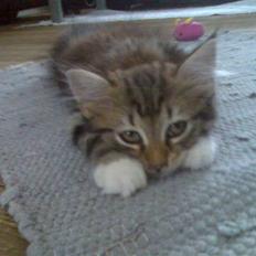 Norsk Skovkat Baloo <3