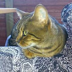 Bengal Annapurna R.I.P