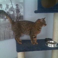 Bengal Annapurna R.I.P