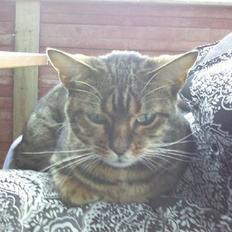 Bengal Annapurna R.I.P