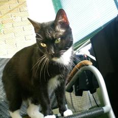 Huskat Bette - i himlen <3