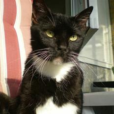 Huskat Bette - i himlen <3