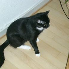 Huskat Bette - i himlen <3