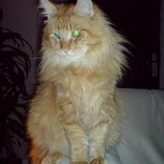 Maine Coon Victor