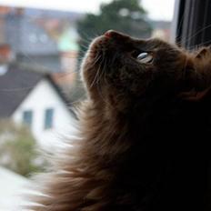Maine Coon | Jaffe