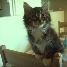 Maine Coon Madsen