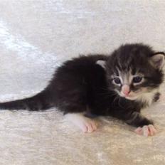 Norsk Skovkat Grethe Sønck *LEDIG*