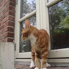 Blanding af racer Aduro