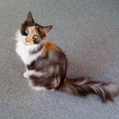 Maine Coon Angelina *Champion*