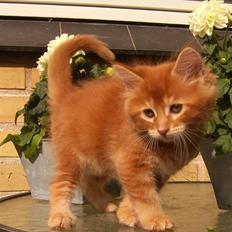 Maine Coon DK Kija Coon Aiko