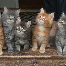 Maine Coon DK Kija Coon Aiko