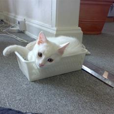 Blanding af racer snowie