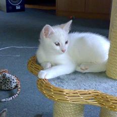 Blanding af racer snowie