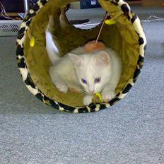 Blanding af racer snowie