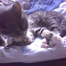 Blanding af racer tiger