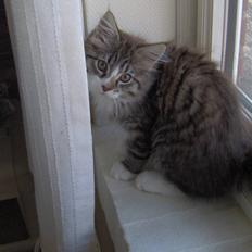 Blanding af racer MISSICA