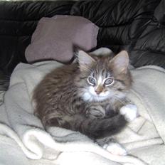 Blanding af racer MISSICA