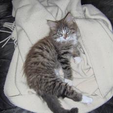 Blanding af racer MISSICA