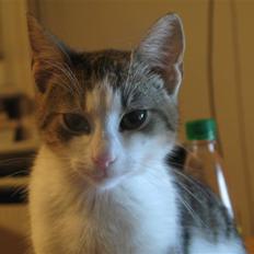 Blanding af racer Juni - RIP