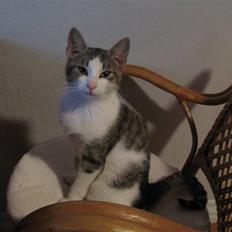 Blanding af racer Juni - RIP