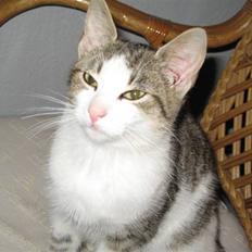 Blanding af racer Juni - RIP