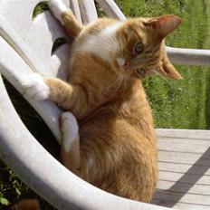 Blanding af racer Sofus