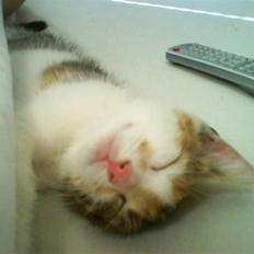 Huskat KoMis - Ny ejer