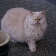 Perser gismi cannabinola