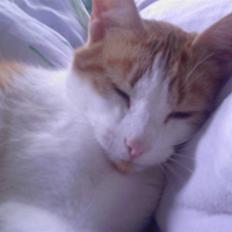 Blanding af racer Gustav