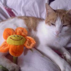 Blanding af racer Gustav