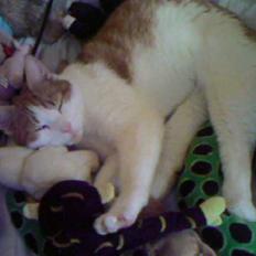 Blanding af racer Gustav