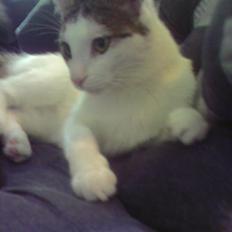 Blanding af racer Malou